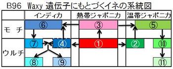 B96 稲の系統図.jpg
